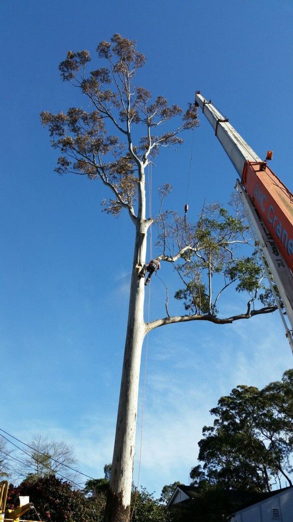 tree pruning hornsby