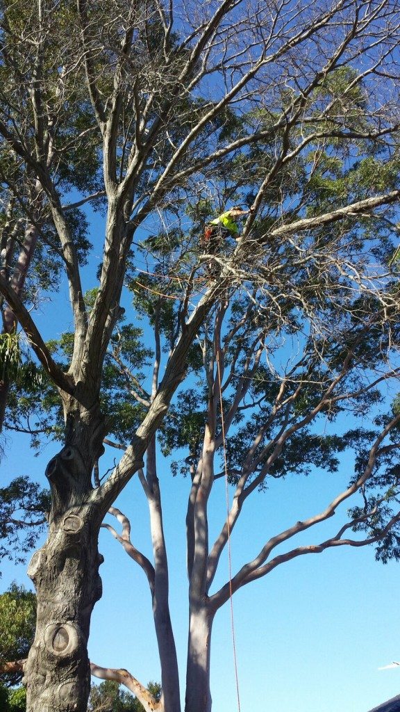 tree pruning wahroonga