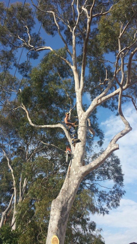 tree shaping hornsby