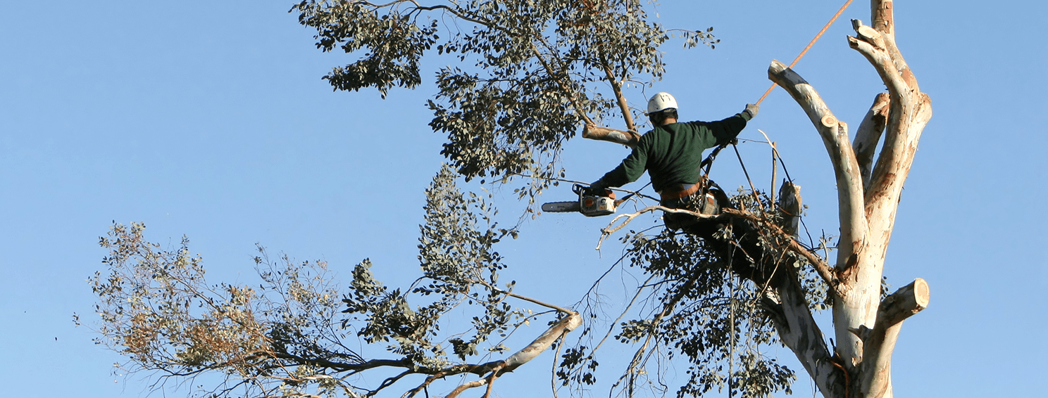 tree lopping service