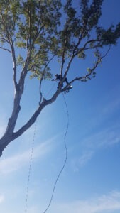 tree lopping sydney