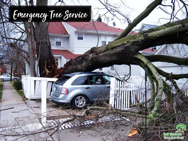 Emergency Tree Service