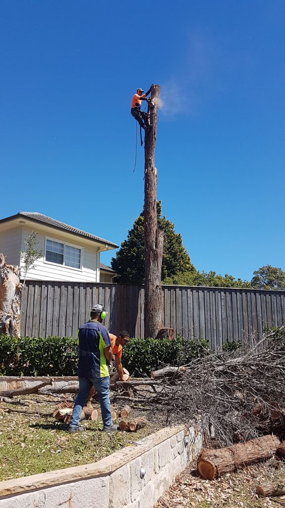 Emergency Tree Removal When and How to Take an Action Blog