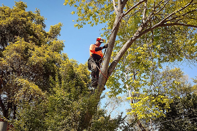tree cutting service