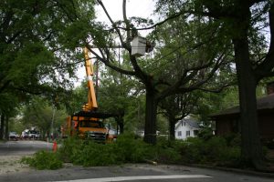 tree removal sydney