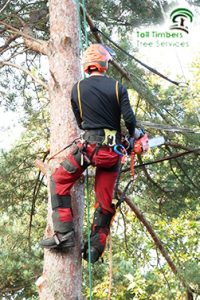 Tall Timbers Tree Services Hornsby