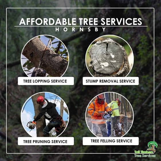 Affordable Tree Cutting Service Hornsby