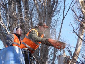 Affordable Tree Cutting Service Hornsby