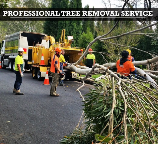 Professional Tree Removal Service