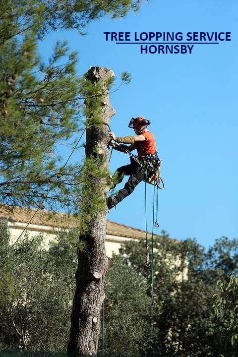Tree Lopping Service Hornsby
