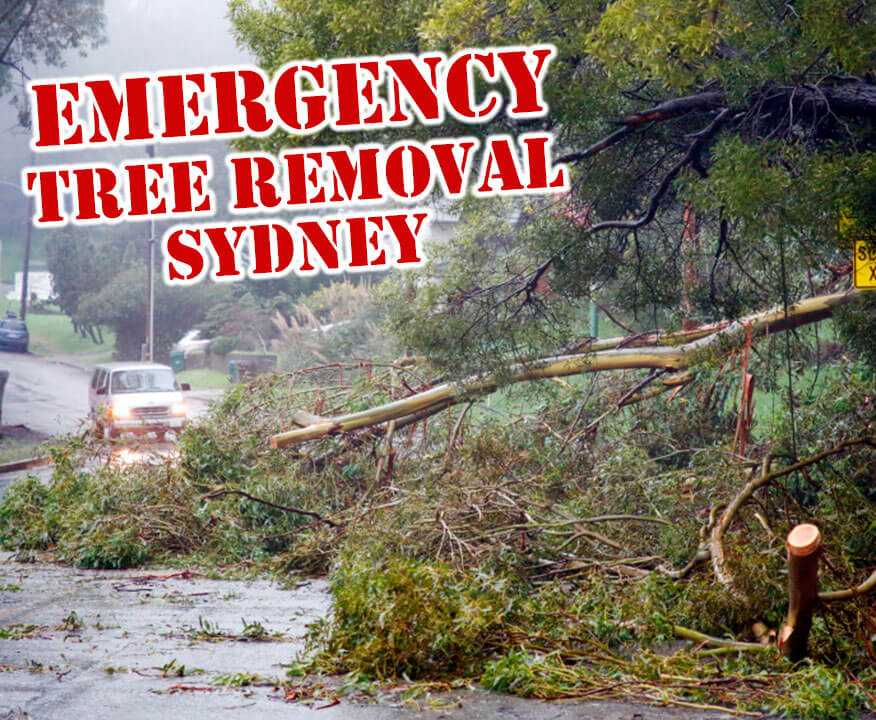Emergency Tree Removal Sydney