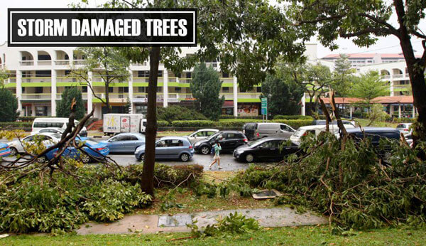 Storm Damage Trees In Sydney