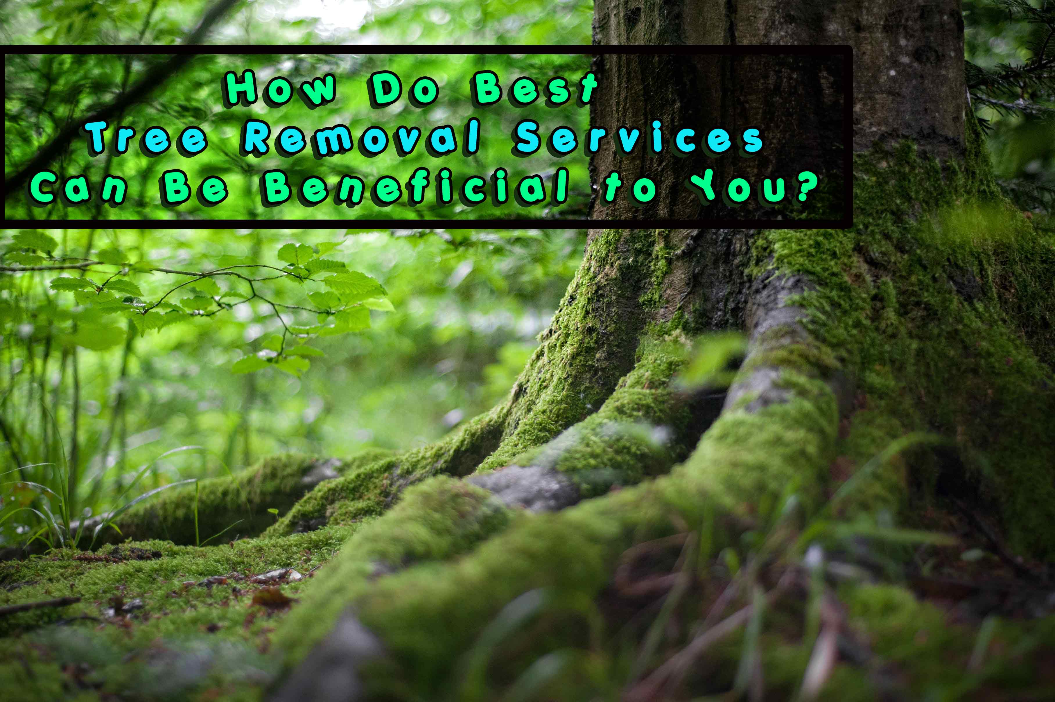 best tree removal services
