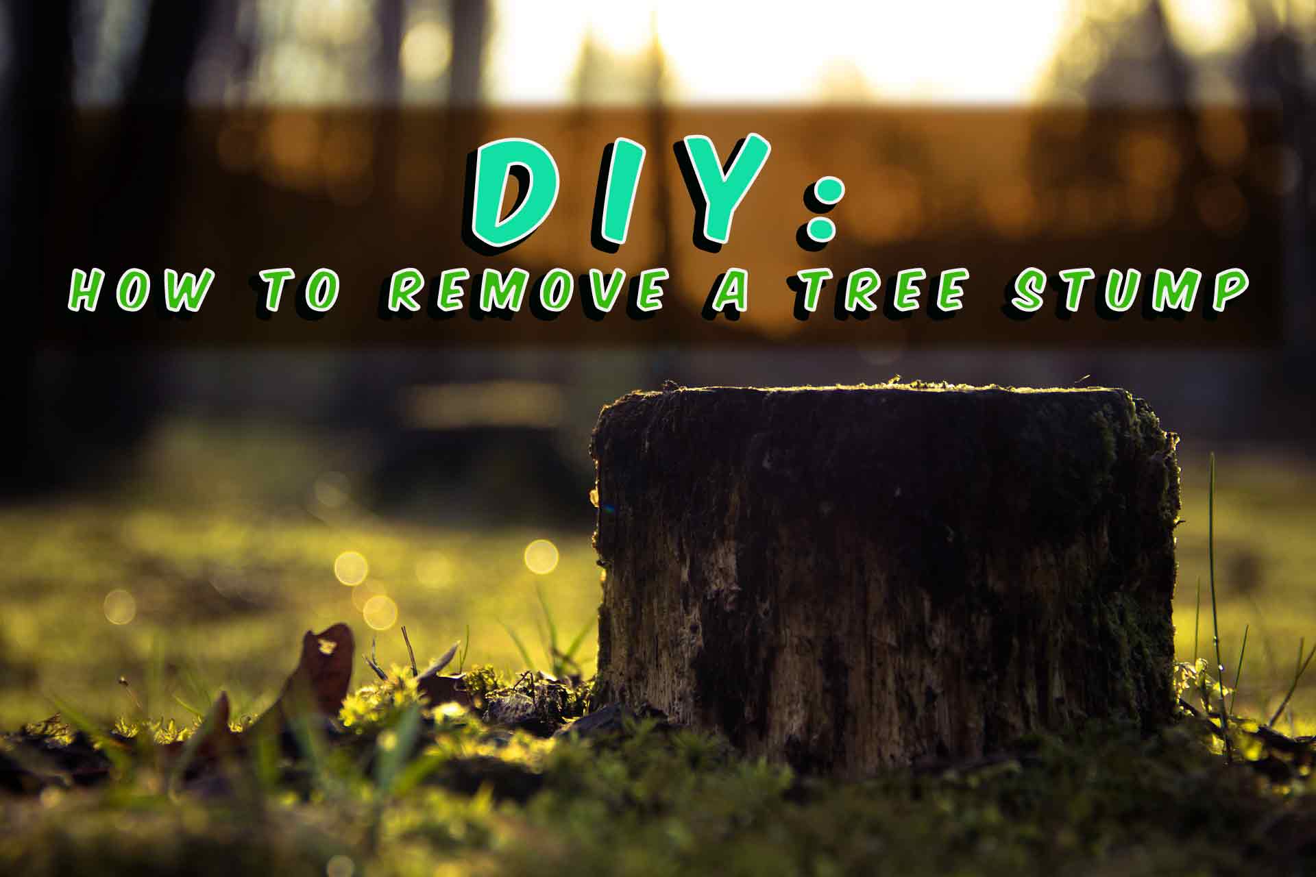 how to remove a tree stump