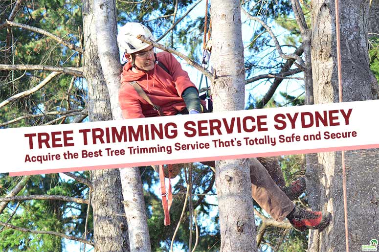 tree-trimming-service-Sydney