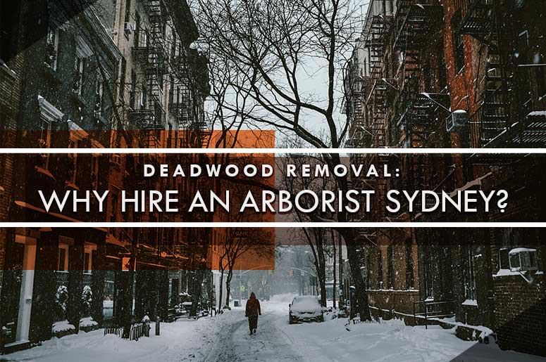Arborist Sydney
