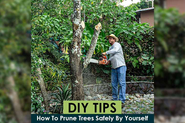 How To Prune Trees