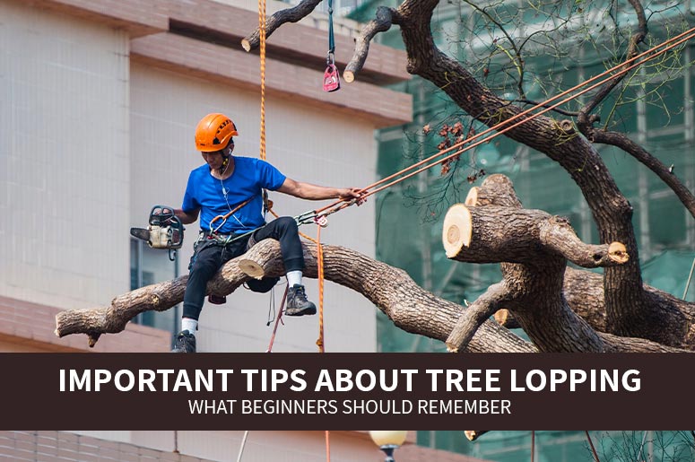 Important Tips About Tree Lopping