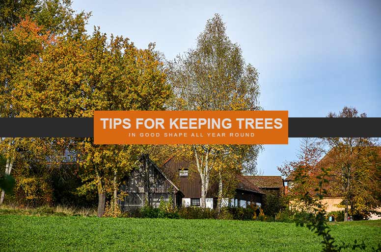 tips for keeping trees in good shape