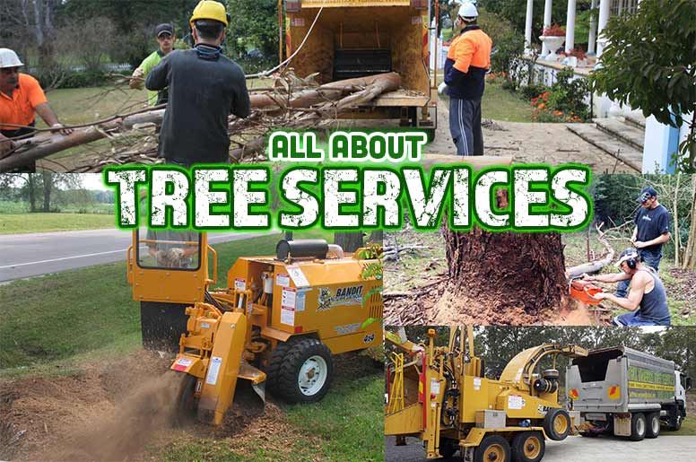 all about tree services
