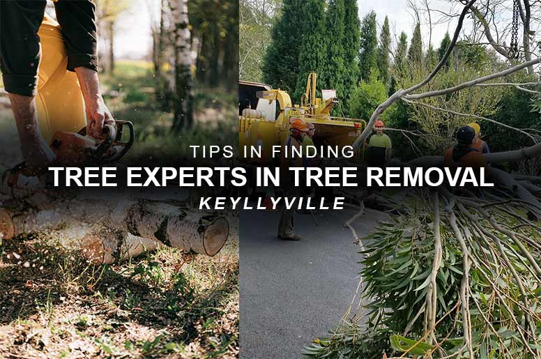 experts in tree removal Kellyville
