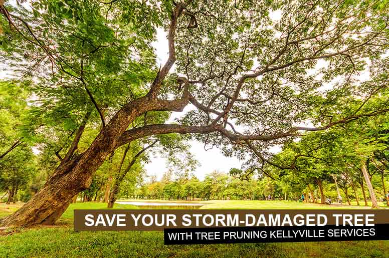 tree pruning Kellyville