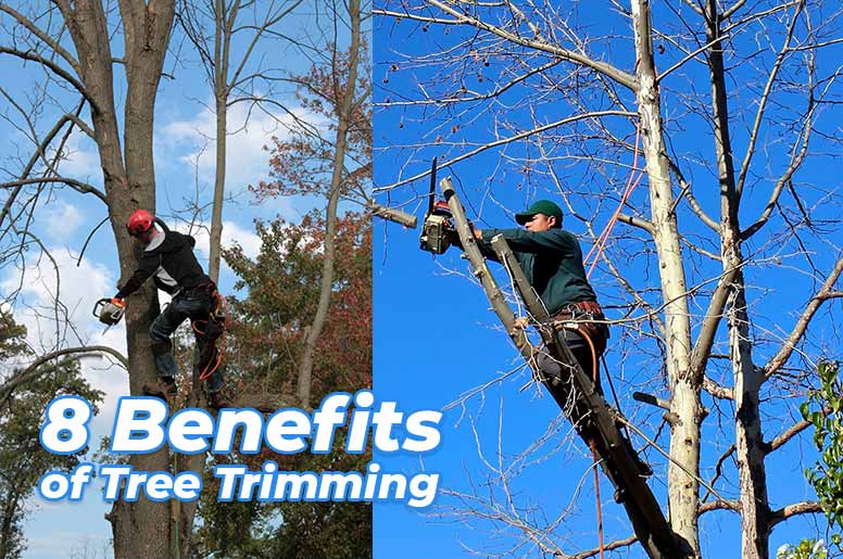 benefits of tree trimming