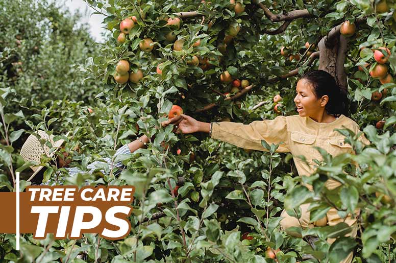 tree care tips