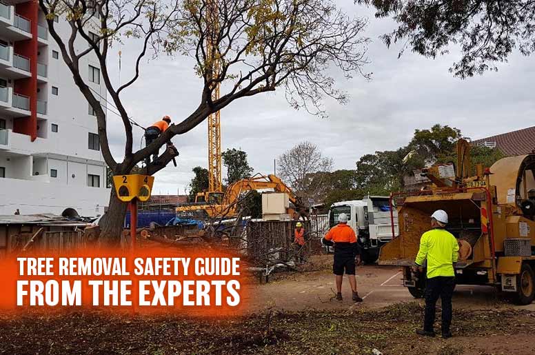 tree removal safety guide