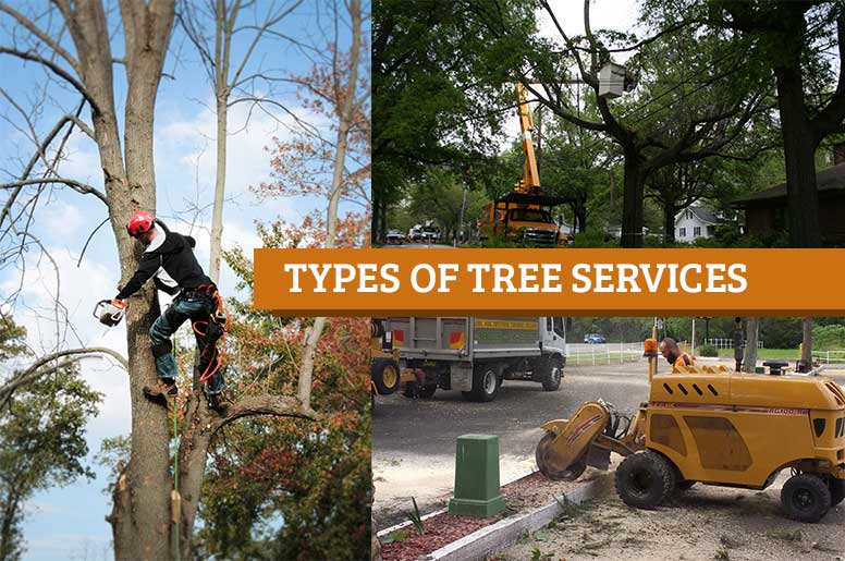 types of tree services
