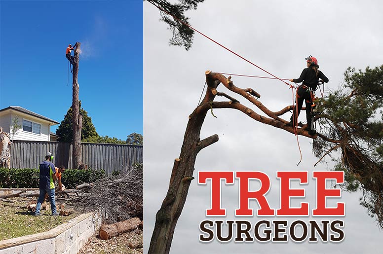 what do tree surgeons do