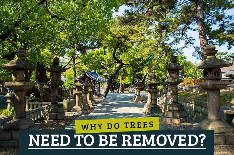 why do trees need to be removed