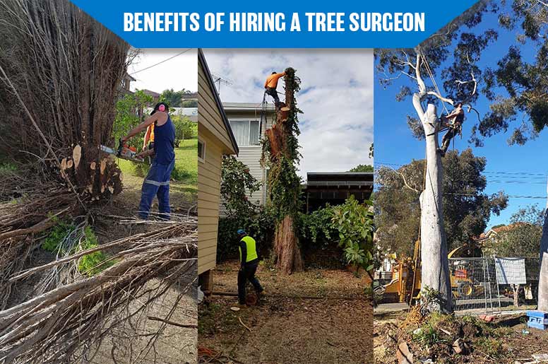 benefits of hiring a tree surgeon