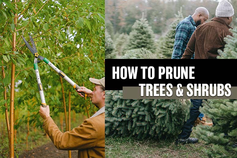 how to prune trees and shrubs