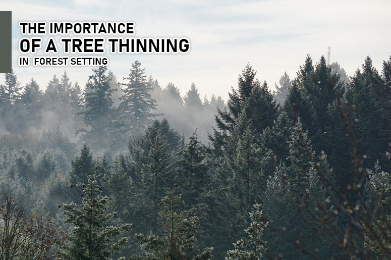 the importance of tree thinning
