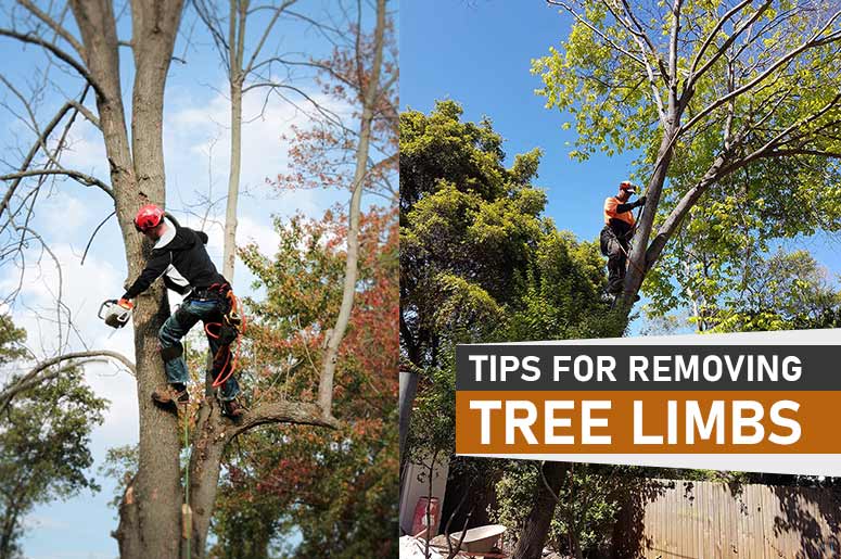tips for removing tree limbs