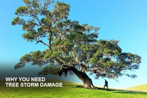 tree storm damage removal services