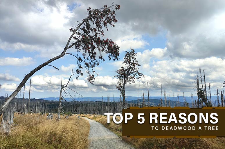 5 Reasons to Deadwood a Tree