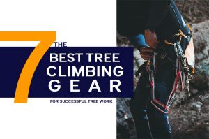 Best Tree Climbing Gear