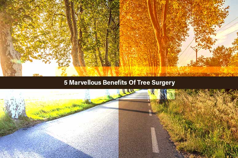 Tree Surgery Benefits
