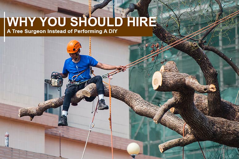 Why You Should Hire A Tree Surgeon
