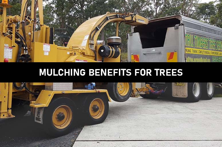mulching benefits for trees