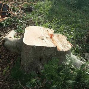 stump-removal-wahroonga-390x390
