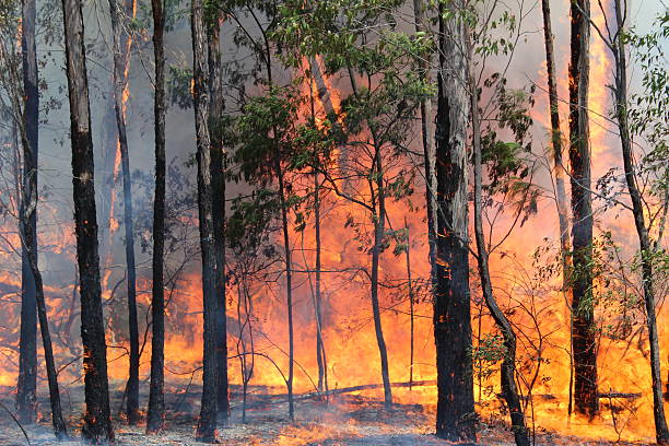 How to Prepare for Bushfire Season?