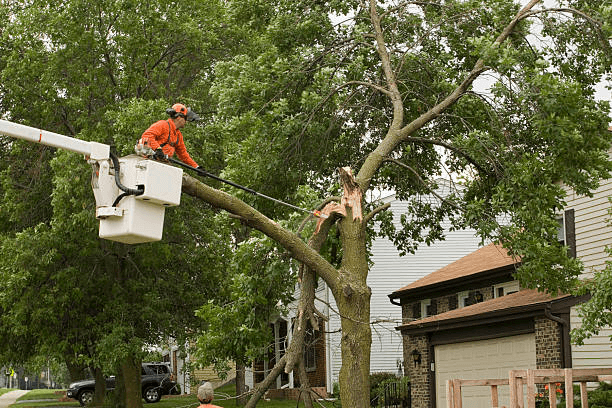 How to Storm-Proof Your Trees: 5 Proven Methods