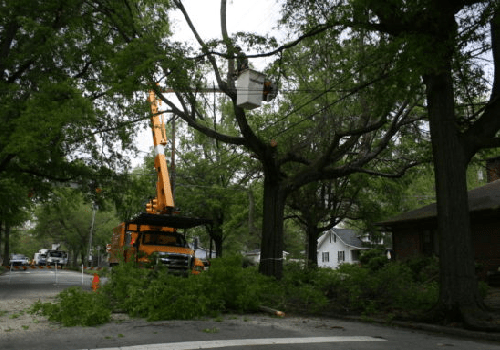 Tree-Removal-Sydney.png