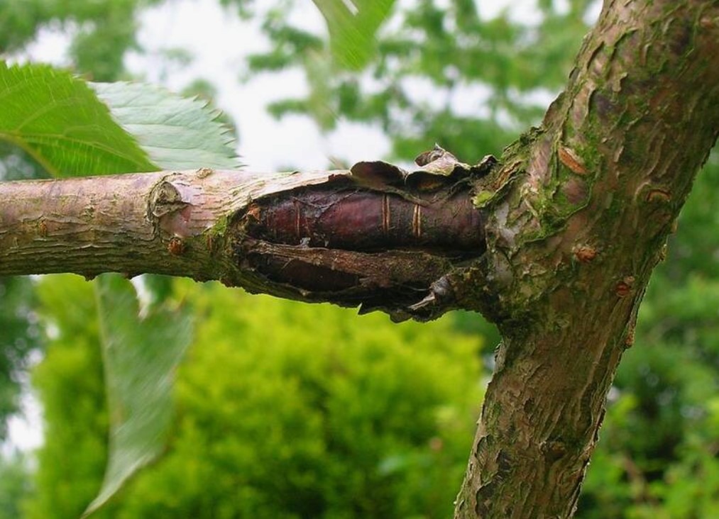 A Homeowner’s Guide to Common Tree Diseases in Australia