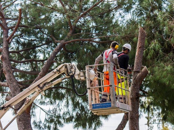 Tree Cutting Services Hornsb