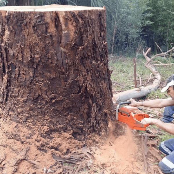 stump-removal-pymble