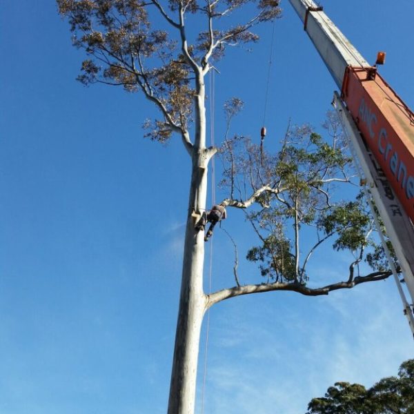 tree-pruning-hornsby1